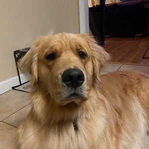 Meet your Posher, Randall